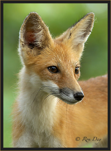 Red Fox Portrait, (Vulpes vulpes)